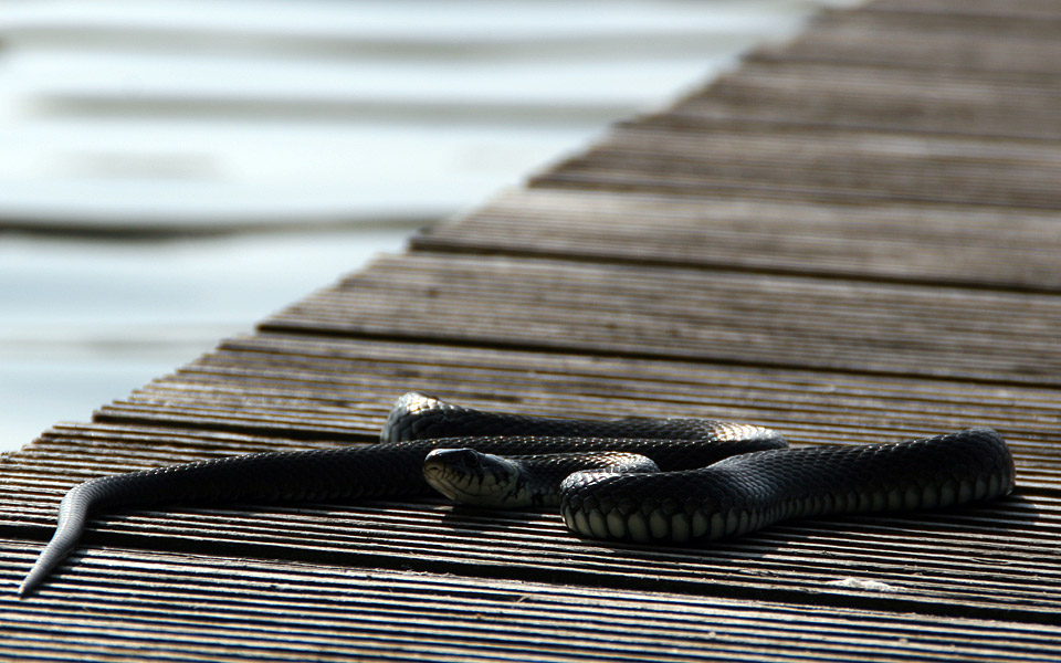 Anglersteg mit Ringelnatz ...